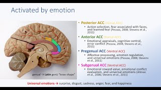 Anterior Cingulate Cortex and Emotion [upl. by Wimsatt]