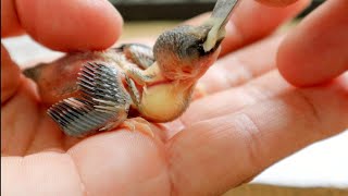 What to feed a baby BIRD  Homemade hand feeding formula recipe babybird birds aviary [upl. by Helga]