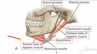 Submental triangle [upl. by Lyrahs]