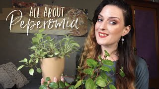 My Peperomia Collection  Care Tips [upl. by Nanreik432]