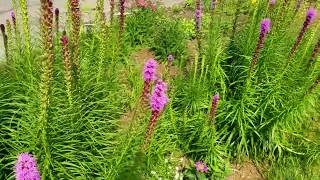 Liatris blooming in the front garden [upl. by Lam]