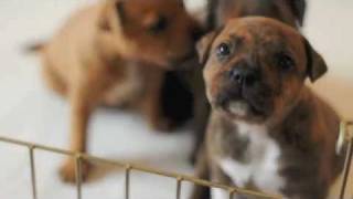 Staffordshire Bull Terrier Puppies  3w5d [upl. by Reine951]