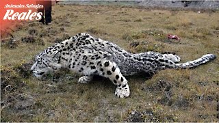 ¿El leopardo de las nieves resultó gravemente herido después de la caza  Animales Salvajes Reales [upl. by Lerej]