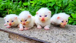 Homeless kittens crying out loud for Mother cat [upl. by Relyc]