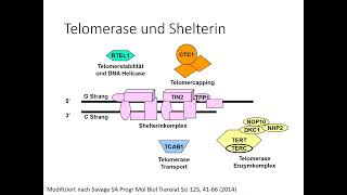 Teil 14 Neues zur Dyskeratosis congenita [upl. by Daphie597]