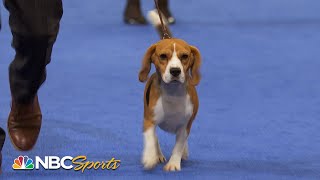 National Dog Show 2022 Hound Group Full Judging  NBC Sports [upl. by Miru]