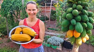 O Segredo para Cultivar Mamoeiros em Casa ➕ Benefícios do Mamão para nossa Saúde [upl. by Rempe]