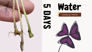 Watch how Oxalis triangularis grows in water from a branch leaf  GardenArcX EP75 [upl. by Eimia]