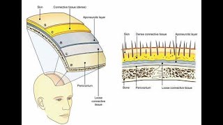 DISCUSS THE LAYERS OF THE SCALP [upl. by Carman]