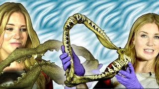 Do sharks clean their teeth  Earth Unplugged [upl. by Keyser779]