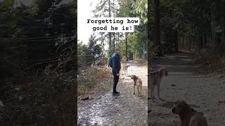 When your dog is so good dog hiking cute funny hound best [upl. by Azirb]