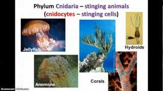 Kingdom Animalia  Sponges Cnidarians amp Worms [upl. by Thelma]