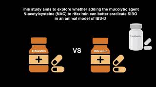 Low dose rifaximin with Nacetylcysteine is superior to rifaximin alone in a rat model of IBSD [upl. by Lorry]