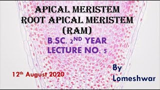 PlantAnatomyApical Meristem Root Apical Meristem [upl. by Nomolas]