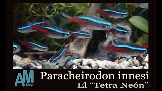 Paracheirodon innesi El Tetra Neón [upl. by Myca]