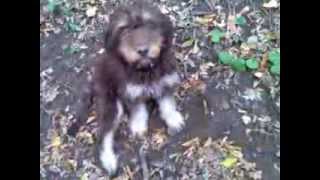 Lagotto de 4 luni la trufe Lagotto puppie trufflehunting [upl. by Homovec]