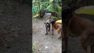 Dangerous Cane corso bts canecorso [upl. by Aihtiekal]