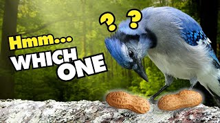 5 Weird and Funny Things Blue Jays Do [upl. by Ecyla]