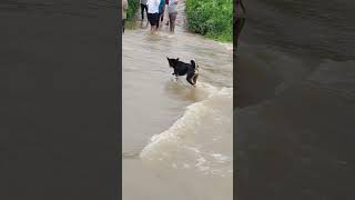 DOG WALKING ON HEAVY WATER BRIDGE SUBSCRIBE 👍doglover [upl. by Demha998]