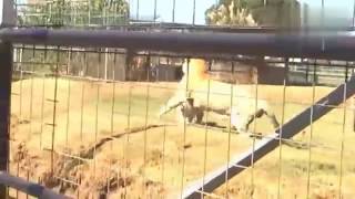 liger vs tiger fight 獅虎獸和老虎打鬥 [upl. by Alsworth]