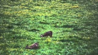 Rehbockjagd  roebuck stalking  chevreuil chasse [upl. by Milzie552]