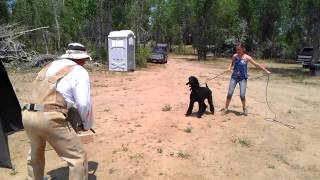 Slash the schutzhund poodle in protection phase Guard in the blind [upl. by Seni]