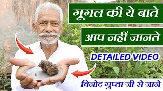 गूगल की ये बाते आप नहीं जानते  Detailed Video on Guggul Gugal Plants in Hindi  Benefits Care [upl. by Silas]