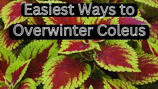 2 Easy Ways to Keep Your Coleus Going All Year 🌿 Overwintering Coleus Indoors [upl. by Adnamal]