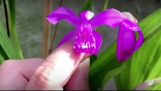 Bletilla striata—care blooms and seeds [upl. by Enala805]