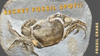 Finding Fossils in a SECRET SPOT [upl. by Enelrats]