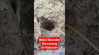 Pertama kalinya dalam sejarah mancing belut segede gaban di kuburan eelfishing belut cecepjampang [upl. by Anits]