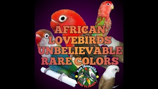 AFRICAN LOVEBIRDS UNBELIEVABLE RARE COLORS CHECK THIS OUT BIRD LOVERS [upl. by Godric]