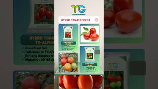 Thrive Gene Seeds Best Tomato Varieties  Hybrid Tomato TG Seeds [upl. by Tarryn]