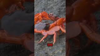 ¿Crab Craze ¿Claws That Snap Can Their Pinching Power Give You a Tap 🦀💥 CrabFacts MarineLife [upl. by Moitoso982]