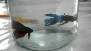 BETTA FISH FIGHT NO1 [upl. by Inwat211]