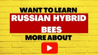 Russian Hybrid Honey Bees  Are They Right For Me [upl. by Alodie]