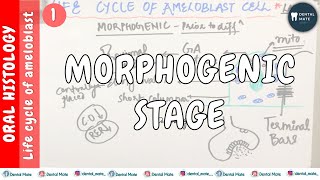 Life cycle of Ameloblast  Morphogenic stage  Presecretory phase  Dr Paridhi Agrawal [upl. by Innavoeg993]