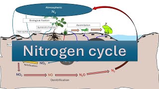 Nitrogen Cycle  Nitrogen fixation  NITRIFICATION  AMMONIFICATION DENITRIFICATION  ASSIMILATION [upl. by Ury]