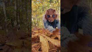 A mink in leaves autumn fall nature quads quadrobics therian therianthropy kitfox [upl. by Vail4]