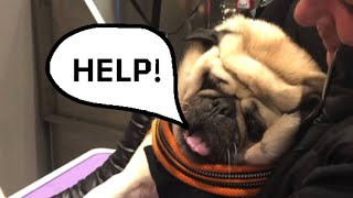 Screaming pug getting his nails cut [upl. by Cornwall]