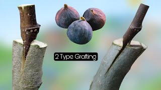 2 great techniques of graft trees 🌳 fig [upl. by Eed194]