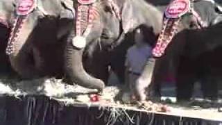 Ringling Bros Elephants Chow Down on Blue Bell Ice Cream  Jan 2009 [upl. by Yeltrab944]