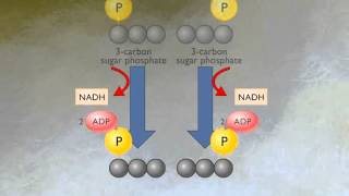 How Glycolysis Works HD Animation [upl. by Nahsab]