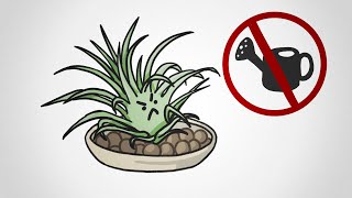 The Plant You Don’t Have To Water [upl. by Erdnaid]