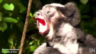 Some lemurs sing in sync  Science News [upl. by Rramaj]