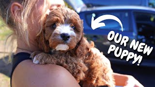 Collecting our 8 WEEK old Cavapoo Puppy [upl. by Akinam]