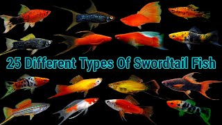 Top 25 Different Types Of Swordtail Fish [upl. by Motch]