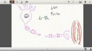 Regeneracion nerviosa snp Parte 1 Neuroapraxia Axonotmesis Neurotmesis Histologia [upl. by Nared]