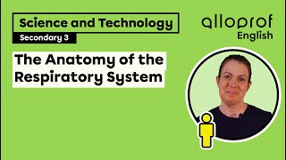 Anatomy of the Respiratory System  Science and Technology  Alloprof [upl. by Sherl]