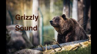 Grizzly Bear Roar [upl. by Philippa]